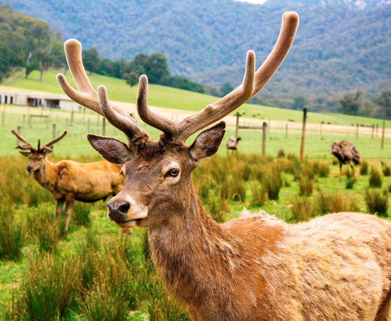 Close-up of a majestic stag with antlers in a lush green meadow surrounded by nature.