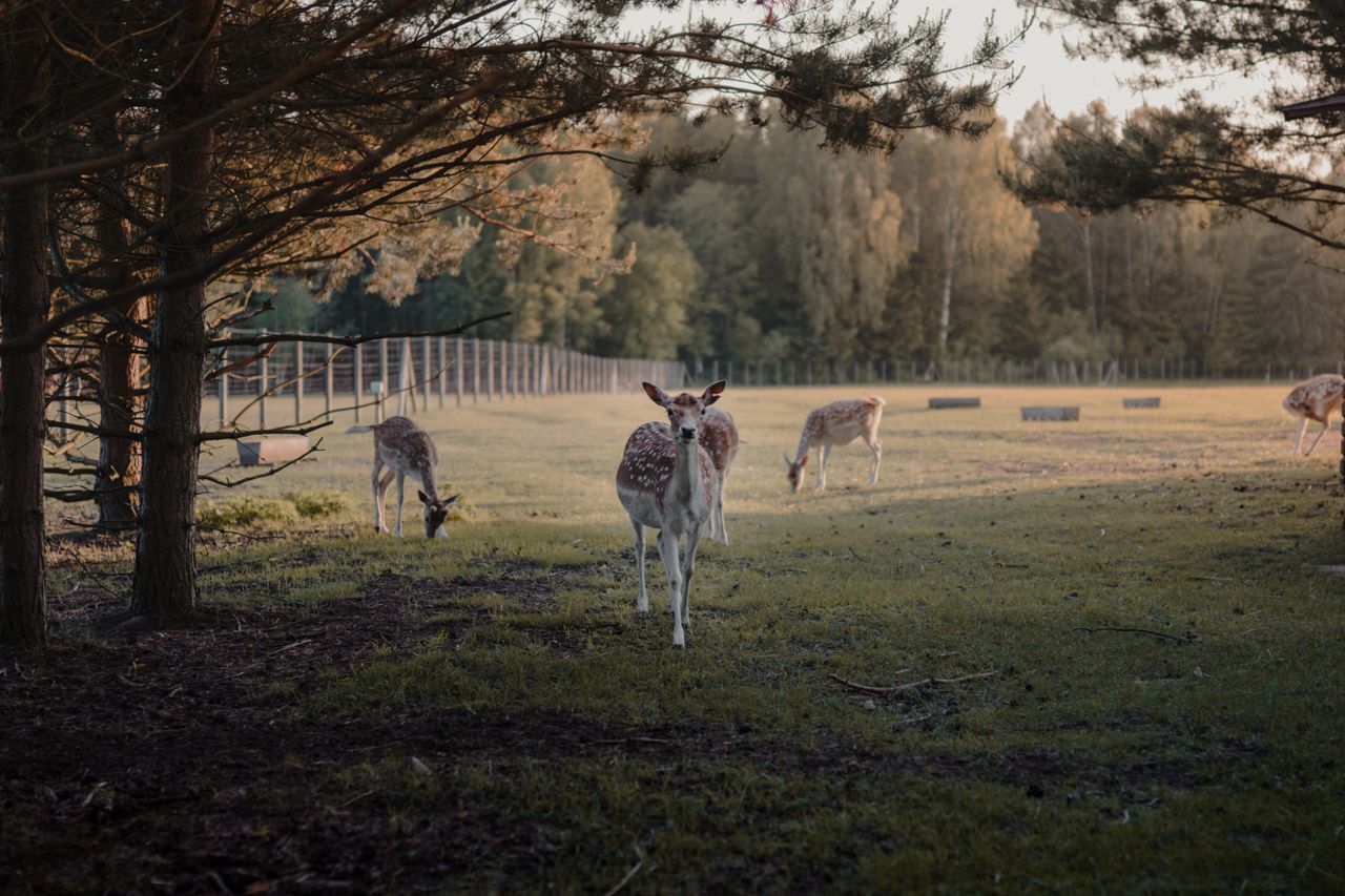 A serene scene of a herd of deer grazing in a forest clearing during the day.
